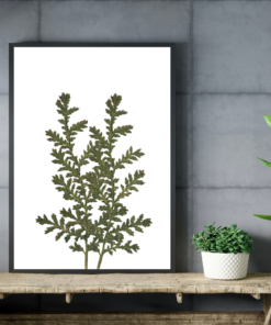 Pressed Botanical Fern Wall Art | Minimalist Green Plant Printable | Nature-Inspired Digital Decor for Boho, Modern & Rustic Interiors